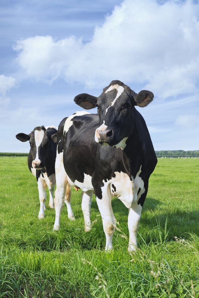 Cow Image